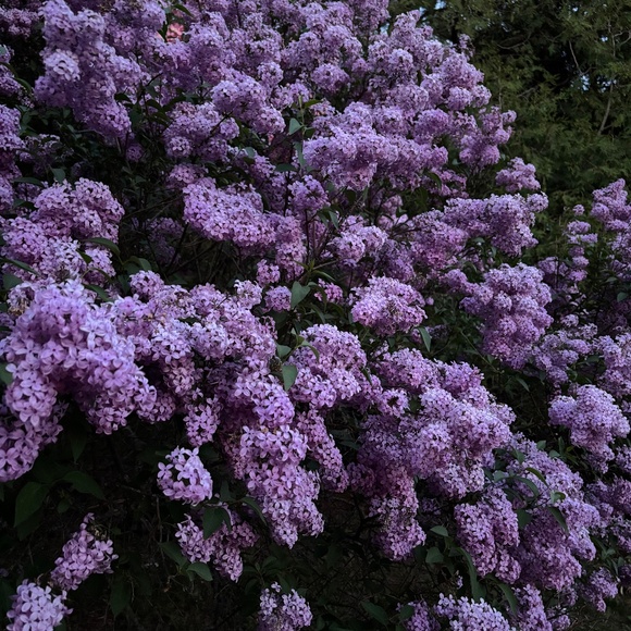 Meet Your Posher - Picture 1 of 1